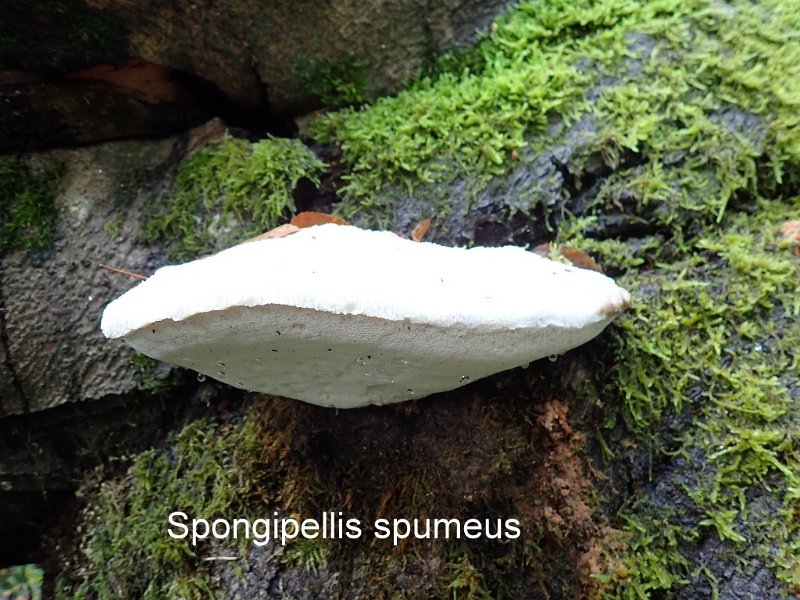 Sarcodontia spumea-amf1530.jpg - Sarcodontia spumea ; Syn1: Spongipellis spumeus ; Syn2: Leptopotus spumeus ; Non français: Polypore cotonneux